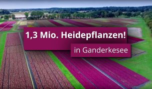 Vorschaubild-Millionen-Heidepflanzen-aus-Ganderkesee-Imagefilm